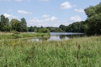 View of a calm lake with dense vegetation on the shore and clear sky, Borken, westphalia, germany