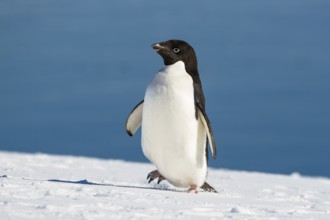 Adelie Penguin (Pygoscelis adeliae), Antarctic Peninsula, Antarctica