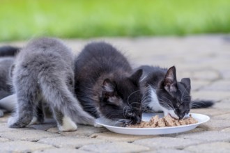 8 week old outside kittens eat their meals and clean themselves afterwards in an urban environment