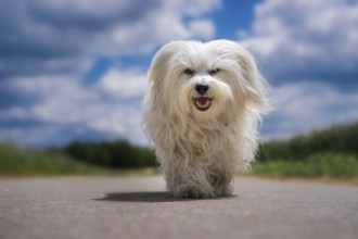 Small white dog runs towards the camera