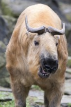Close up Sichuan Takin
