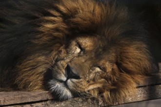 Tired lion