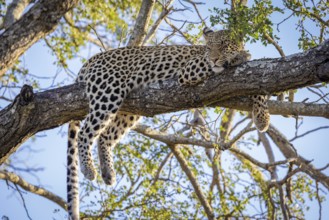 African leopard, Panthera pardus, lying on tree, Manyeleti Game Reserve, South Africa, Africa