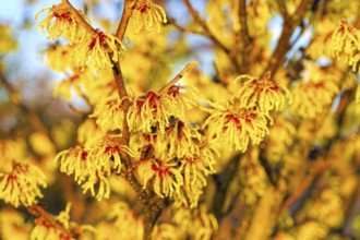 Hamamelis shrub blooms in winter, Hamamelis with yellow flowers is blooming in winter