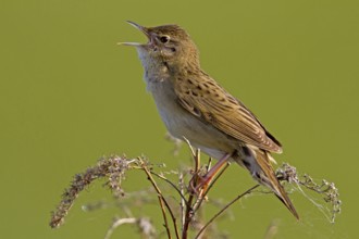 Common Grasshopper Warbler (Locustella naevia)