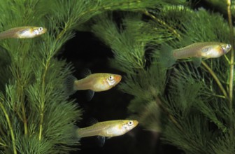 Mosquito Fish (gambusia affinis)