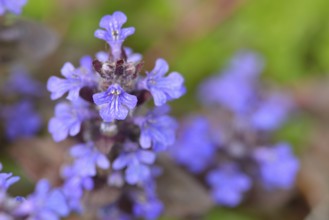 Kriechender Günsel (Ajuga reptans) Blossom from Ajuga reptans is commonly known as bugle, blue