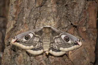 Small emperor moth, female, Saturnia pavonia, small emperor moth, female