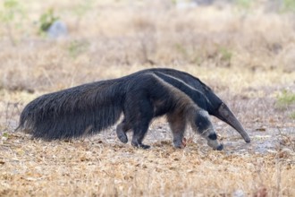 Giant anteater (Myrmecophaga tridactyla), at dusk, in front of sunrise, Pantanal, inland, wetland,