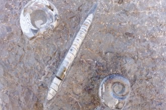 Fish and shellfish fossils recovered from Morocco's Atlas Mountains show that the desert was a sea