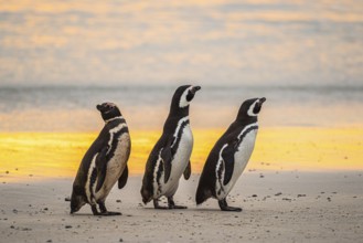 Magellanic penguins (Sphreniscus magellanicus), group in the morning light on a beach, Volunteer