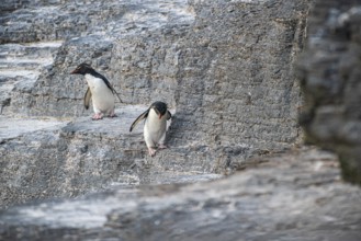 Rockhopper penguins (Eudyptes chrysocome) in their habitat, Bleaker Island, Falkland Islands, Great