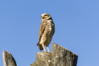 Beautiful owl (Glaucidium minutissimum) on top of a tree trunk
