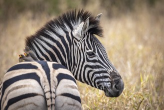 Plains zebra (Equus quagga) with red-billed oxpecker (Buphagus erythrorynchus) on its back,