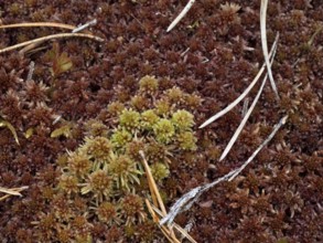 Close-up of sphagnum moss in Norway with old needles of a pine tree