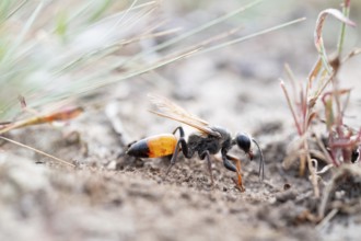 Golden digger wasp (Sphex funerarius), digs its nest in the sandy soil, Döberitzer Heide nature