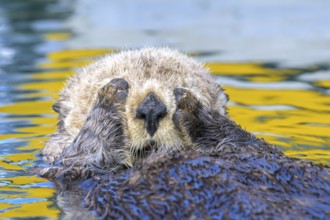 A sea otter (Enhydra lutris) holds its paws to its face in water with yellow reflections, Seward,
