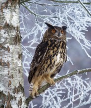 Eurasian Eagle Owl (Bubo bubo)