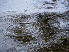 Raindrops circle in the water on the shore of the Schaalsee, Zarrentin am Schaalsee,