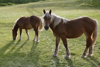 Horse landscape in the green meadow Pyrenees view