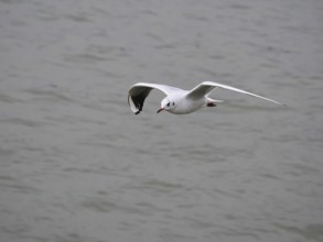Flying seagull (Larinae) on the Rhine, blurred background, Cologne, Germany, Europe