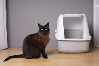siamese cat sitting next to closed kitty litter box in living room at home
