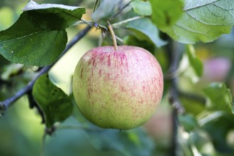 Jonagold Rubinstar, apple cultivar