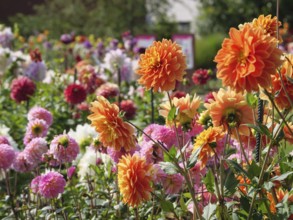 Vibrant garden with colourful dahlias in orange, pink and other colours on a sunny day, legden,