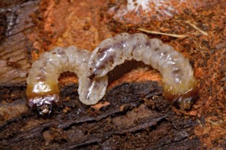 Ribbed pine borer, larvae (Rhagium inquisitor)
