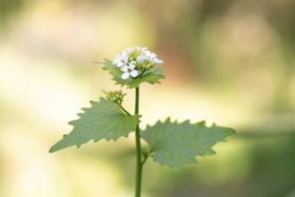 Garlic mustard (Alliaria petiolata), close-up of flowers and leaves, Velbert, North