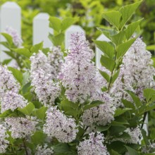 Korean lilac (Syringa patula 'Miss Kim')