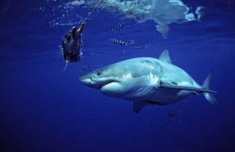 Great white shark, Carcharodon carcharias, Mexico, Pacific Ocean, Guadalupe, Central America