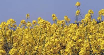 Wind and Rape field (brassica) napus, Normandy in France