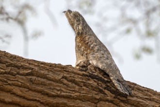 Giant day dormouse (Nyctibius grandis), Pantanal, inland, wetland, UNESCO Biosphere Reserve, World