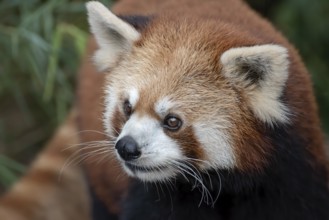 Beautiful images of a red panda