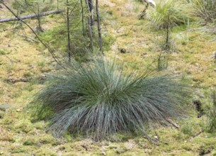 Bulrush (Juncus effusus)