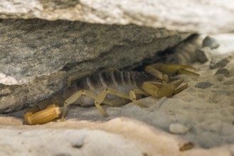 Desert scorpion under a Rock