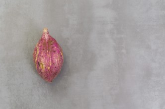 Great concept of healthy eating, sweet potato on gray background, polished concrete
