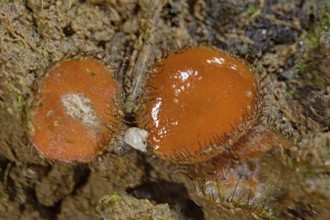 Common Shield Borer (Scutellinia scutellata)