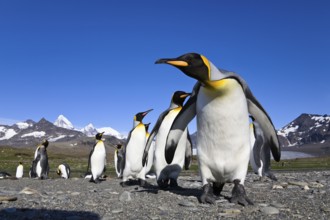 King penguins (Aptenodytes patagonicus), St Andrews Bay, South Georgia, King Penguin