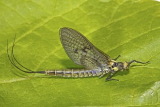 Ephemera danica (Ephemera danica)