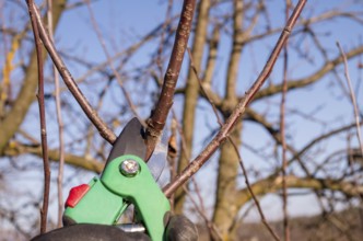 Spring pruning in the garden. Pruning an apple with garden shears. Spring pruning of fruit trees in