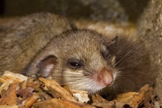Edible dormouse (Glis glis), young in bird nesting box
