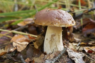 Porcini mushroom in the forest in autumn