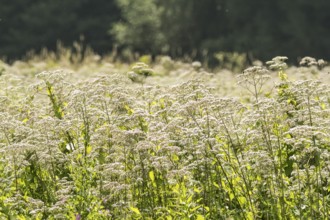Valerian (Valeriana officinalis), Apotheker-Wiese, Hermann-Löns-park in Hannover, Lower Saxony,