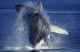 Humpback whale (megaptera novaeangliae), adult breeds, Alaska