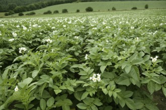 Green potatoes field in flowers on a summer afternoon