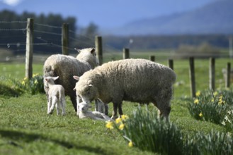 Spring lambs and sheep in a paddock of daffodils near Ikamatua, West Coast, New Zealand, Oceania