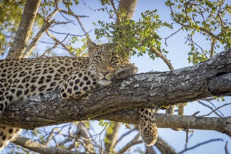 African leopard, Panthera pardus, lying on tree, portrait, Manyeleti Game Reserve, South Africa,