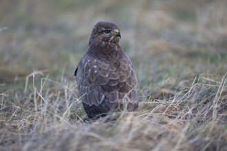 Steppe buzzard (Buteo buteo) on the ground, Thuringia, Germany, Europe